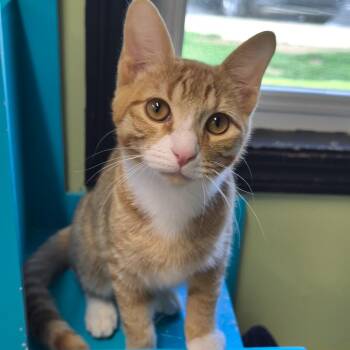 Domestic Short Hair Cats Available for Adoption in West Jefferson, Ohio - Dimple | PetCurious