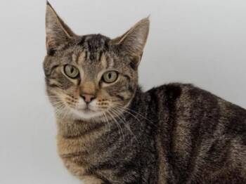 Domestic Short Hair Cats Available for Adoption - Mack | PetCurious