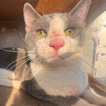 Fat-Fat -  Domestic Short Hair Cat for Adoption in Philadelphia, Pennsylvania - Fat-Fat | PetCurious