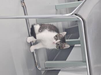 Luke -  Domestic Short Hair Cat for Adoption in Kalamazoo, Michigan - Luke | PetCurious