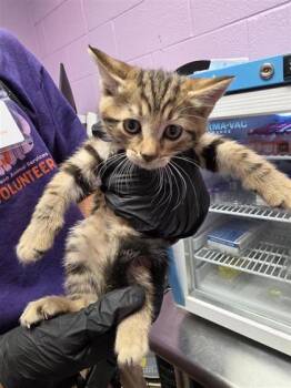 Domestic Short Hair Cats Available for Adoption in El Paso, Texas - Kit 1 | PetCurious