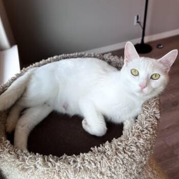 Domestic Short Hair Cats Available for Adoption in Bentonville, Arkansas - Queen Arlene | PetCurious