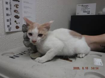 A612709 -  Domestic Short Hair Cat for Adoption in Oroville, California - A612709 | PetCurious