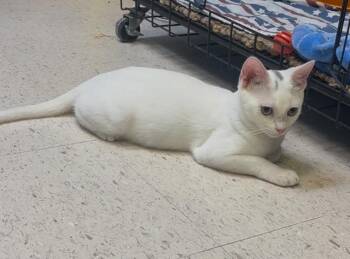 Rescue American Shorthair Cats for Adoption in Perry, Georgia - Ozzy | PetCurious