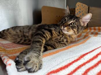 Rescue Domestic Medium Hair Cats for Adoption in Hot Springs, Arkansas - Caine | PetCurious