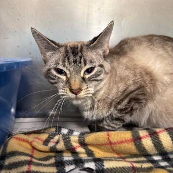 Traveler -  Siamese Cat for Adoption in Pekin, Illinois - Traveler | PetCurious