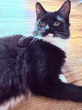 Gigi -  Domestic Short Hair Cat for Adoption in Plattsburgh, New York - Gigi | PetCurious