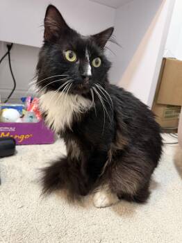 Domestic Medium Hair Cats Available for Adoption - Truffles | PetCurious
