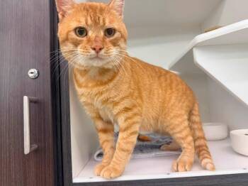 Frankie Bones -  Domestic Short Hair Cat for Adoption in Cleveland, Ohio - Frankie Bones | PetCurious