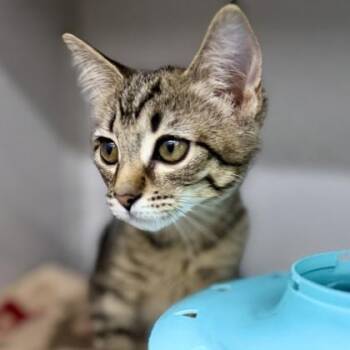 Naomi -  Domestic Short Hair Cat for Adoption in Atlanta, Georgia - Naomi | PetCurious