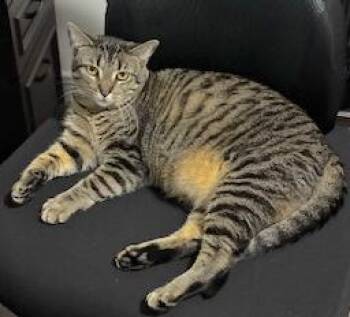 Domestic Short Hair and Tabby Cats Available for Adoption - Diana | PetCurious
