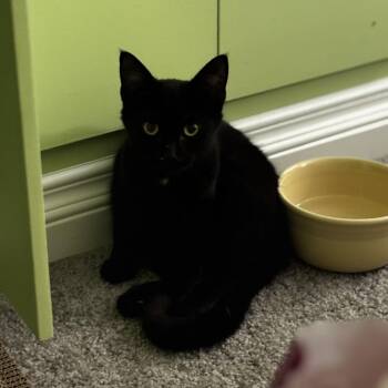 Rescue Domestic Short Hair Cats for Adoption in Buffalo, New York - Vinny | PetCurious