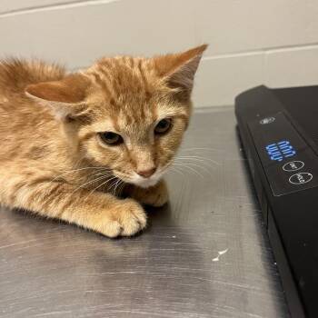 Skipper -  Domestic Short Hair Cat for Adoption in Bristol, Indiana - Skipper | PetCurious