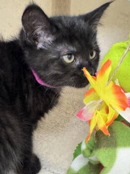 Sarafina, sweet & spunky baby beauty. -  Domestic Short Hair and Bombay Cat for Adoption in Bonney Lake, Washington - Sarafina, Sweet & Spunky Baby Beauty. | PetCurious