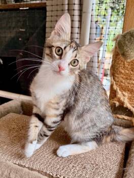 Bayberry -  Domestic Short Hair Cat for Adoption in San Juan Capistrano, California - Bayberry | PetCurious