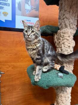 Rocky -  Domestic Medium Hair Cat for Adoption in Burnaby, British Columbia - Rocky | PetCurious