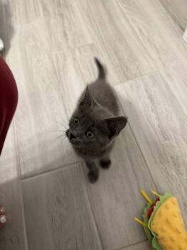 Rescue Russian Blue Cats for Adoption in Herndon, Virginia - Delilah | PetCurious