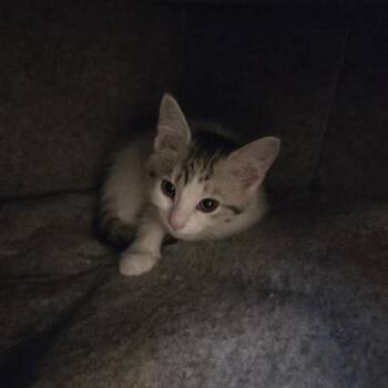 Domestic Short Hair Cats Available for Adoption in Madison, Wisconsin - Peggy | PetCurious