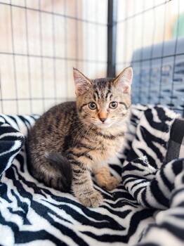 Rescue Domestic Short Hair Cats for Adoption in Crown Point, Indiana - Gabby Gabby | PetCurious
