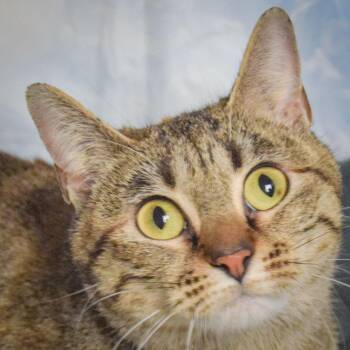 Torbie and Domestic Short Hair Cats Available for Adoption - Miley | PetCurious