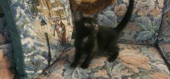 Wesley -  Domestic Short Hair Cat Available for Adoption in Richmond, Virginia - Wesley | PetCurious
