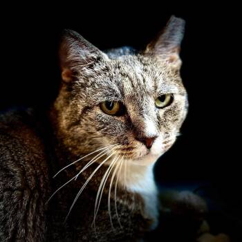 Vinny -  Domestic Short Hair Cat for Adoption in Manchester, Connecticut - Vinny | PetCurious