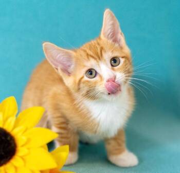 Glitz -  Domestic Short Hair Cat for Adoption in North Babylon, New York - Glitz | PetCurious