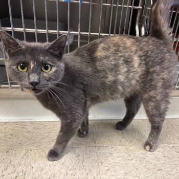 Rescue Dilute Tortoiseshell Cats for Adoption in Braintree, Massachusetts - Fiona - A Petite Beauty | PetCurious