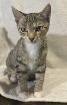 KIARA -  Domestic Short Hair Cat for Adoption in Conroe, Texas - KIARA | PetCurious