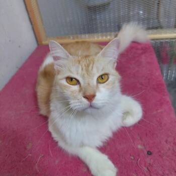 Rescue Persian Cats for Adoption in Wolcott, Connecticut - Shams | PetCurious