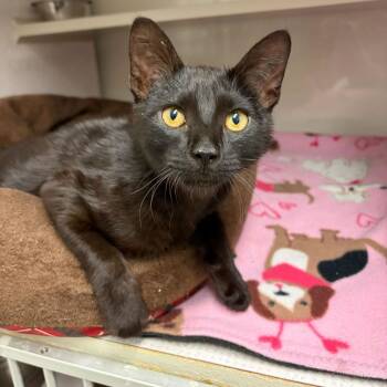 Domestic Short Hair Cats Available for Adoption - Teavanna *Meet Me At Richfield Petsmart* | PetCurious