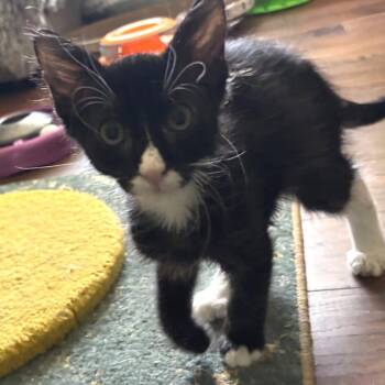 Mr. Wilson -  Domestic Medium Hair Cat for Adoption in Bulverde, Texas - Mr. Wilson | PetCurious