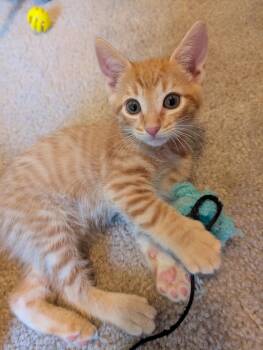 Lestat -  Tabby Cat for Adoption in Albuquerque, New Mexico - Lestat | PetCurious