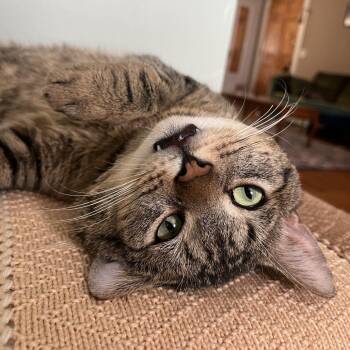 Domestic Short Hair Cats Available for Adoption in Fairport, New York - Churro | PetCurious