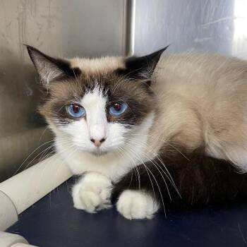 Wynnie -  Domestic Short Hair Cat for Adoption in Roanoke, Virginia - Wynnie | PetCurious