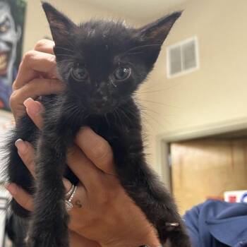 Weidemeyrs Admiral -  Domestic Short Hair Cat for Adoption in Austin, Texas - Weidemeyrs Admiral | PetCurious
