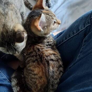 Domestic Short Hair Cats Available for Adoption in Durham, North Carolina - Crash | PetCurious