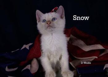 Snow -  Siamese Cat for Adoption in York, Nebraska - Snow | PetCurious
