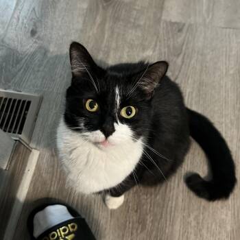 Slim -  Domestic Short Hair Cat for Adoption - Slim | PetCurious