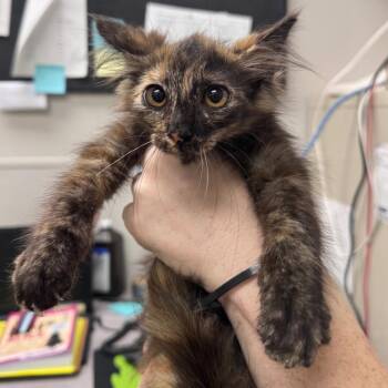 Delores -  Domestic Medium Hair Cat for Adoption in Columbiana, Alabama - Delores | PetCurious
