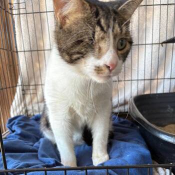 Domestic Short Hair Cats Available for Adoption - Tank | PetCurious