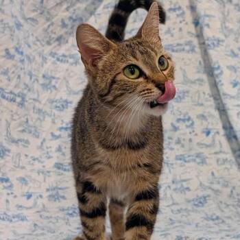 Guinness -  Domestic Short Hair Cat for Adoption in Lutz, Florida - Guinness | PetCurious