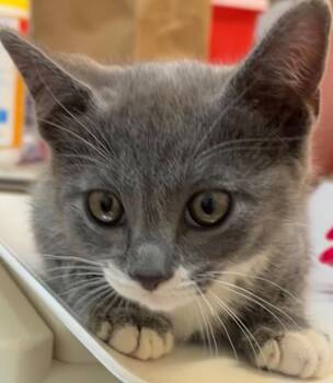 Domestic Short Hair Cats Available for Adoption in Elizabethton, Tennessee - Jackson | PetCurious