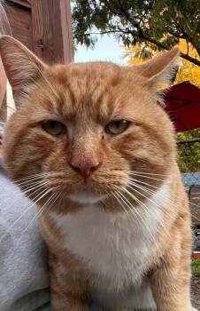 Domestic Short Hair Cats Available for Adoption - Mister | PetCurious