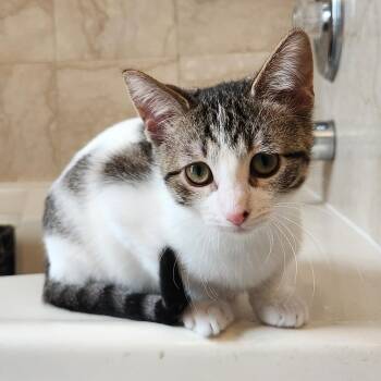 Squirrel -  Domestic Short Hair Cat for Adoption in Chicago, Illinois - Squirrel | PetCurious