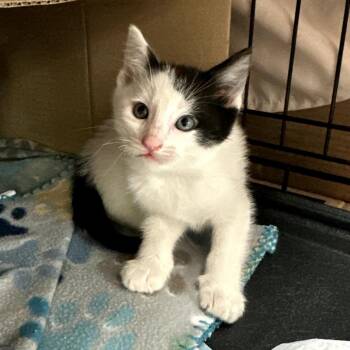 Domestic Medium Hair Cats Available for Adoption in Long Beach, California - Millie | PetCurious
