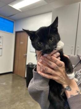 Riott -  Domestic Short Hair Cat for Adoption in Thousand Oaks, California - Riott | PetCurious