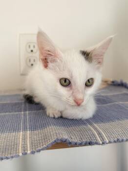 Superman - In Foster -  Domestic Short Hair Cat for Adoption in Kalamazoo, Michigan - Superman - In Foster | PetCurious