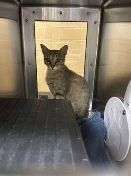 Cheese Stick -  Domestic Short Hair Cat for Adoption in Wichita, Kansas - Cheese Stick | PetCurious