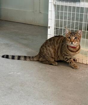 Lathona -  Domestic Short Hair Cat for Adoption in Kingsland, Georgia - Lathona | PetCurious